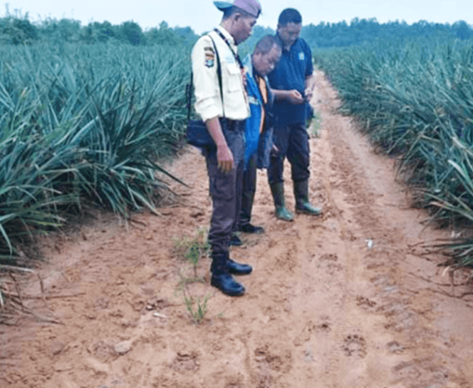 
 Heboh Temuan Jejak Harimau di Perkebunan Nanas GGP Lampung Timur, Ini Kata BKSDA