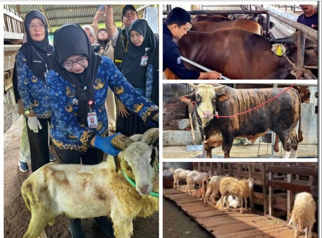 
 Antusiasme Berkurban Meningkat, Pemotongan Sapi di Lampung Tembus 24.986 Ekor