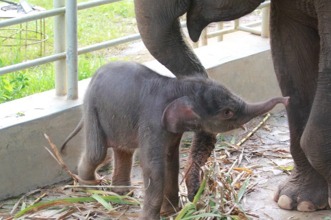 
 Usai Harimau, Bayi Gajah Sumatera Kembali Lahir di Lembah Hijau Lampung